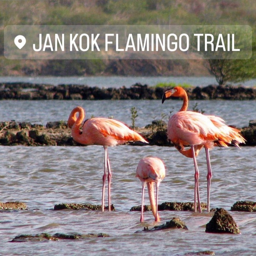 Flamingo Area